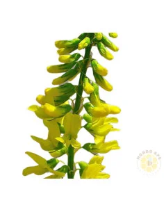 MELILOTO GIALLO (MELILOTUS OFFICINALIS) – SEMI DI PIANTA MELLIFERA E DA SOVESCIO | MONDO APE