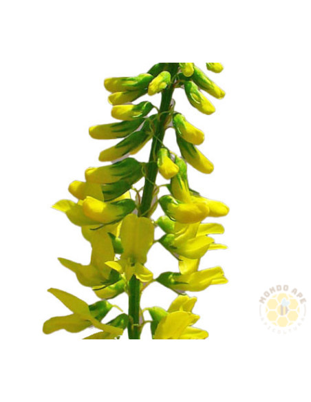 MELILOTO GIALLO (MELILOTUS OFFICINALIS) – SEMI DI PIANTA MELLIFERA E DA SOVESCIO | MONDO APE