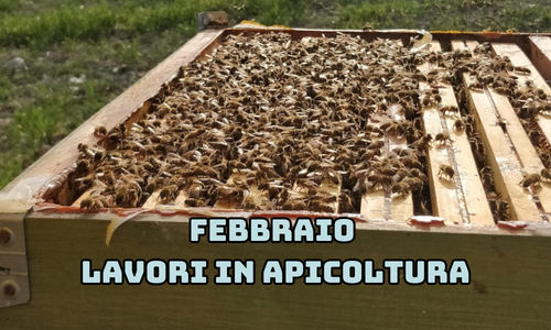 Attività dell'apicoltore nel mese di Febbraio - Nord Italia