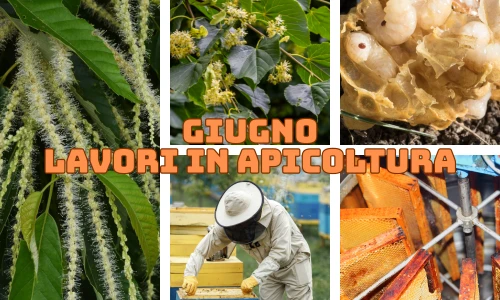Attività dell'apicoltore nel mese di Giugno - Nord Italia