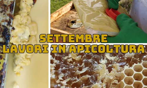 Attività dell'apicoltore nel mese di Settembre - Nord Italia