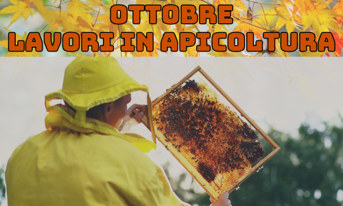 Lavori in apicoltura nel Nord Italia a ottobre: gli ultimi controlli prima dell'inverno